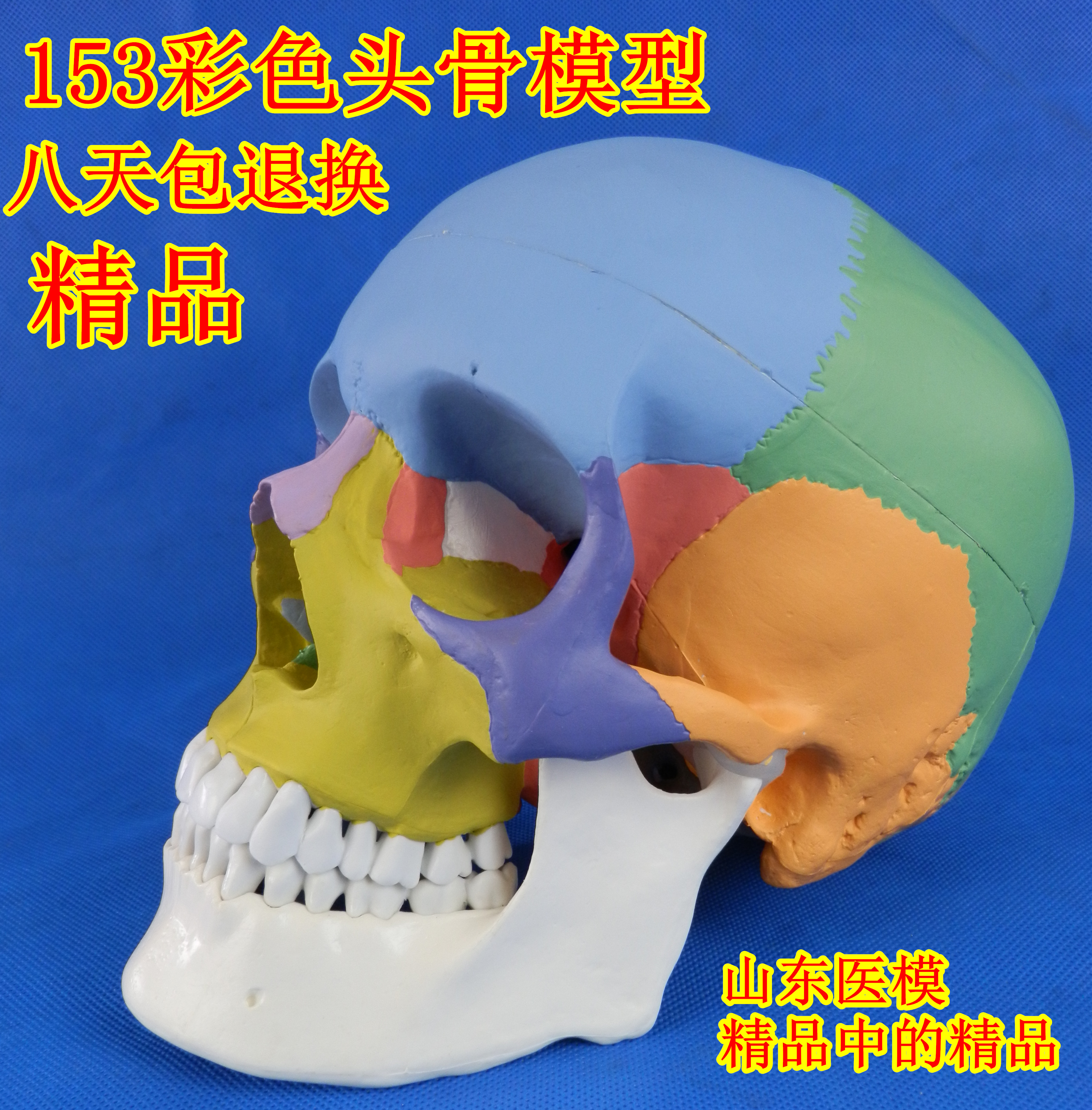 Skull model Skeleton Models Real people skull Model Head specimen Model Medical Science Fine Arts paintingin the Toy/Childs/Puzzle/Building block/Model , Static model , Puppet/Joint puppet category - from Buy2taobao.com to provide professional Taobao agent buy service