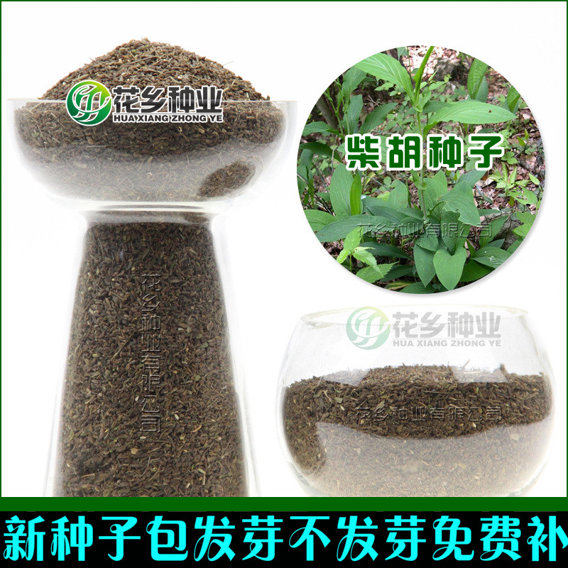 柴胡種子 當年新采柴胡種子 優質柴胡籽 精挑細選提供種植技術在類目 家居飾品, 壁飾中 - 來自Buy2taobao.com提供專業的淘寶代購服務