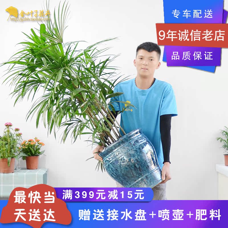 棕竹 成都植物观音竹常绿花卉雅致盆栽金叶子花卉在类目 鲜花速递/花卉仿真/绿植园艺, 花卉/绿植盆栽(新), 大型绿植/成品组合盆栽中 - 来自Buy2taobao.com提供专业的淘宝代购服务