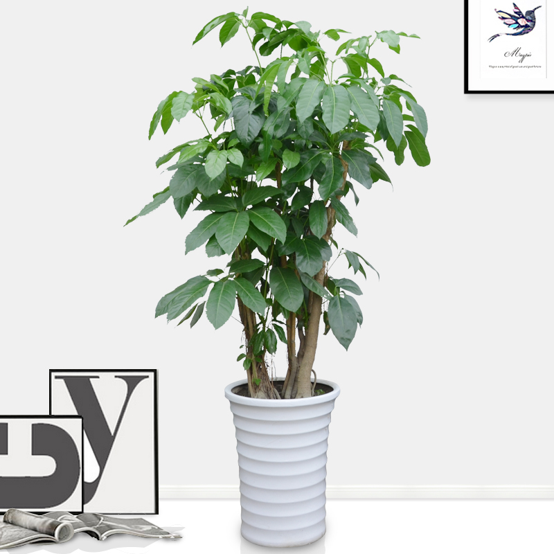 摇钱树 成都植物大盆栽室内观叶花卉大叶伞特大盆栽常绿花卉绿植在类目 鲜花速递/花卉仿真/绿植园艺, 花卉/绿植盆栽(新), 大型绿植/成品组合盆栽中 - 来自Buy2taobao.com提供专业的淘宝代购服务