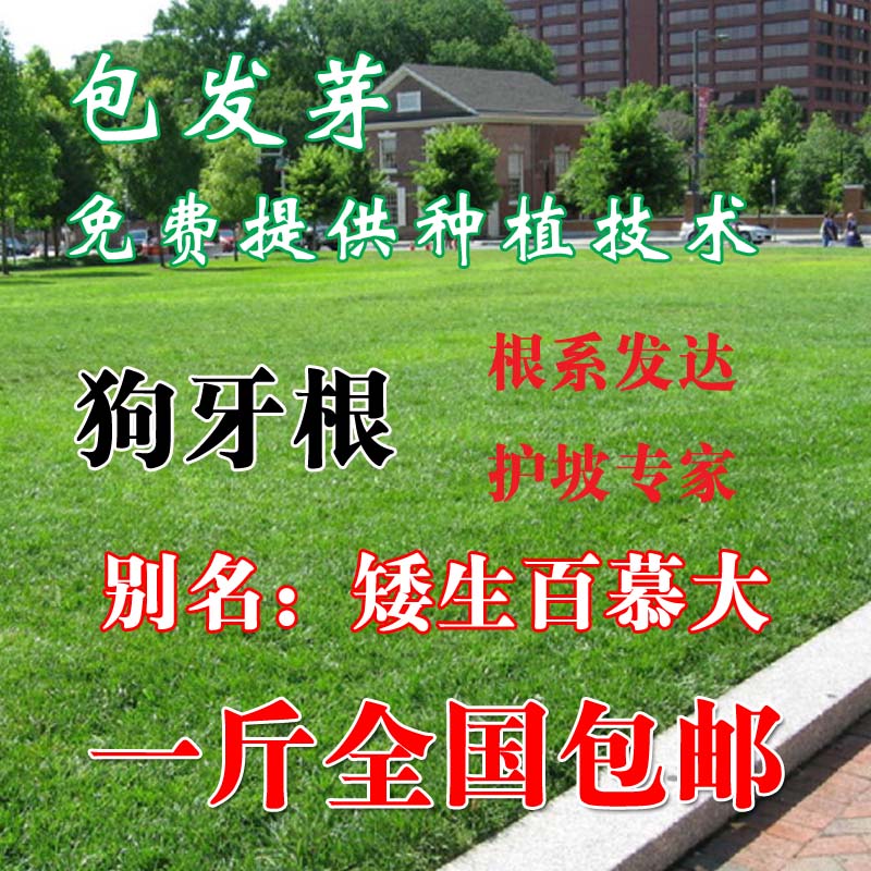 不需要修剪进口四季青草坪种子矮生百慕大草种籽绿化草皮种子|ruв категории электронный словарь/электрический бумажных книг/канцелярские принадлежности, полиграфической продукции, Другие упаковка мешок - от Buy2taobao.com для оказания профессиональной услуги покупки агента Taobao