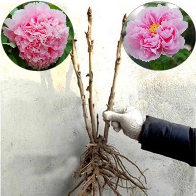 牡丹花苗 庭院植物七年大苗 菏泽牡丹苗室内绿植盆栽花卉包邮|msdalam kategori peralatan pejabat/Supplies/Perkhidmatan yang berkaitan, Packaging Equipment/Tanda-tanda dan bekalan, beg Parcel/beg - dari Buy2taobao.com untuk memberikan perkhidmatan ejen Taobao profesional membeli