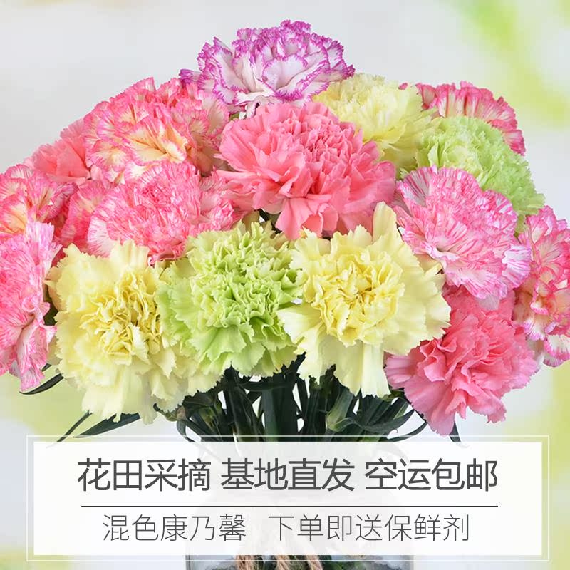 云南昆明混色单头康乃馨妇女节鲜花一扎基地直发家用空运包邮|msdalam kategori penghantaran bunga/bunga simulasi/tumbuhan berkebun, penghantaran bunga (bandar) - dari Buy2taobao.com untuk memberikan perkhidmatan ejen Taobao profesional membeli