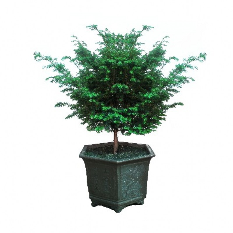 Northeast Yew bonsai Northeast Yew seedlings Northeast Yew Northeast Yew treein the Flower delivery/Flowers simulation/Plants gardening , Flowers/Potted plants (New) , Plants category - from Buy2taobao.com to provide professional Taobao agent buy service