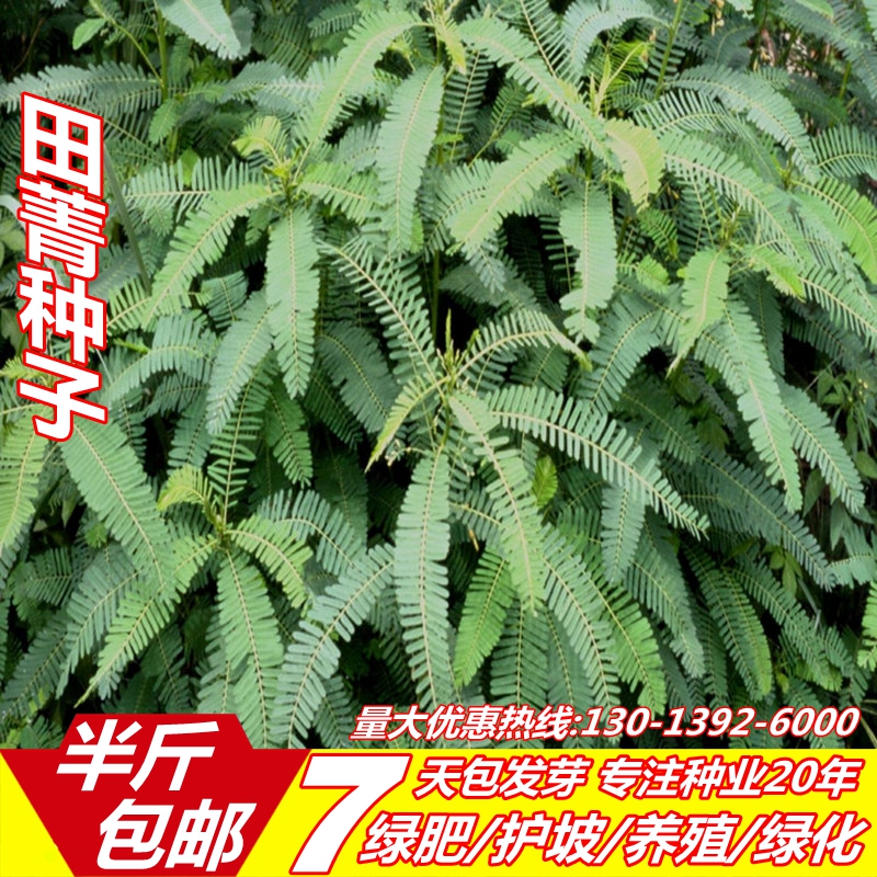 田菁种子别名碱菁涝豆耐涝耐旱耐盐碱牧草绿肥种子在类目 鲜花速递/花卉仿真/绿植园艺, 花卉/蔬果/草坪种子(新), 家庭园艺种子中 - 来自Buy2taobao.com提供专业的淘宝代购服务
