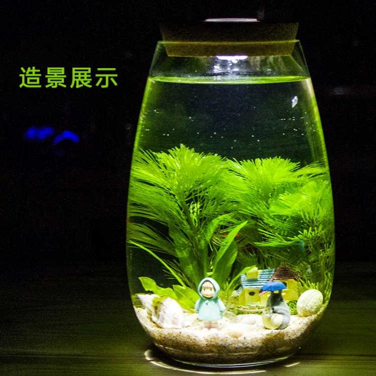 養金魚的水草植物真草綠菊花水草水族箱活體造景套餐新手後景草金在類目 寵物/寵物食品及用品, 水族世界, 魚缸等水族設備, 生態瓶/創意缸/桌面微景缸中 - 來自Buy2taobao.com提供專業的淘寶代購服務