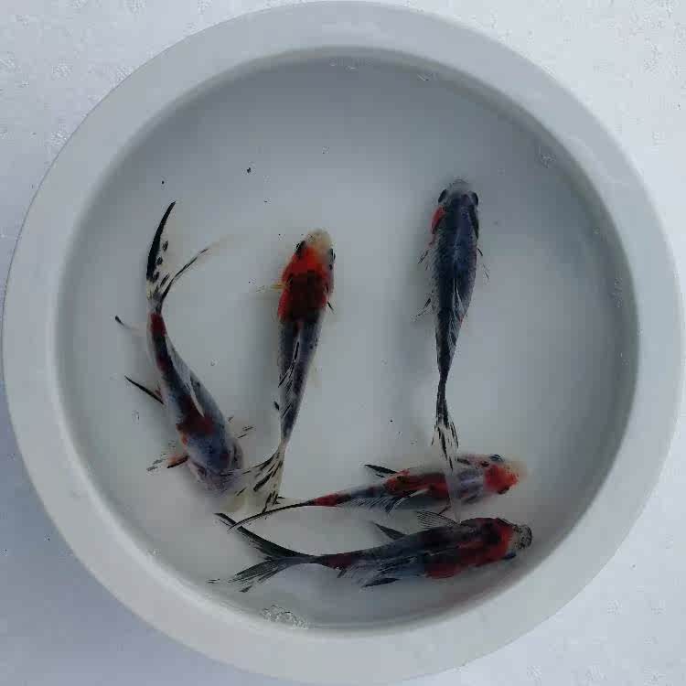 观赏鱼龙鱼活体活饲料小红草金鱼苗锦鲫锦鲤不怕冷水易养练手在类目 宠物/宠物食品及用品, 水族世界, 鱼中 - 来自Buy2taobao.com提供专业的淘宝代购服务