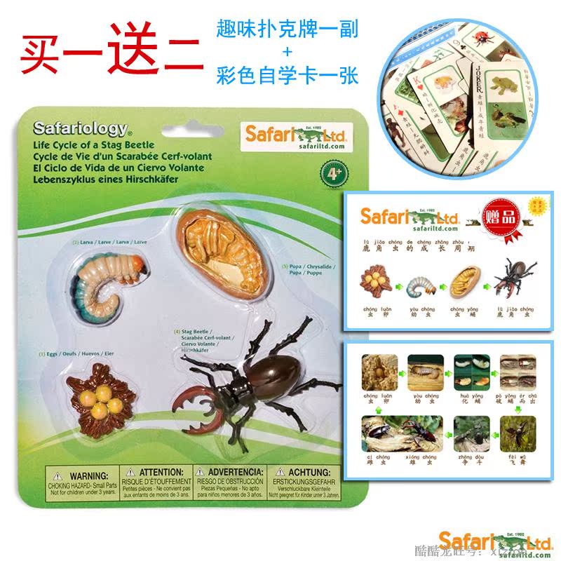 美国safari正品 昆虫类 鹿角甲虫 生长周期 3—7岁幼儿园教学玩具