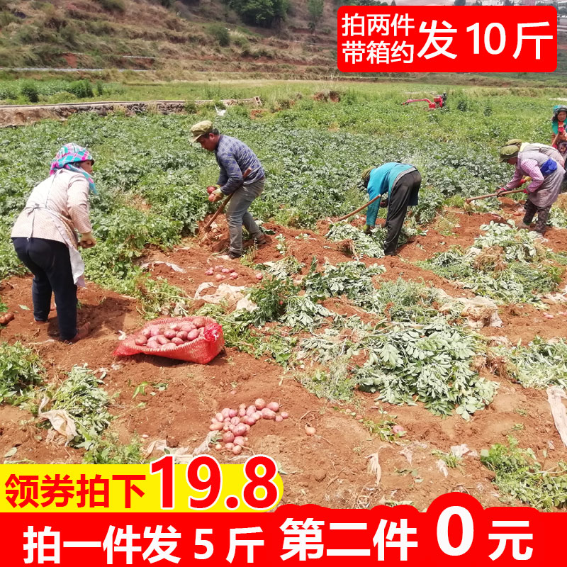 新鲜小土豆10斤农家自种蔬菜云南红皮黄心土豆批发包邮马铃薯洋芋在类目 水产肉类/新鲜蔬果/熟食, 新鲜蔬菜/蔬菜制品, 新鲜蔬菜, 土豆中 - 来自Buy2taobao.com提供专业的淘宝代购服务