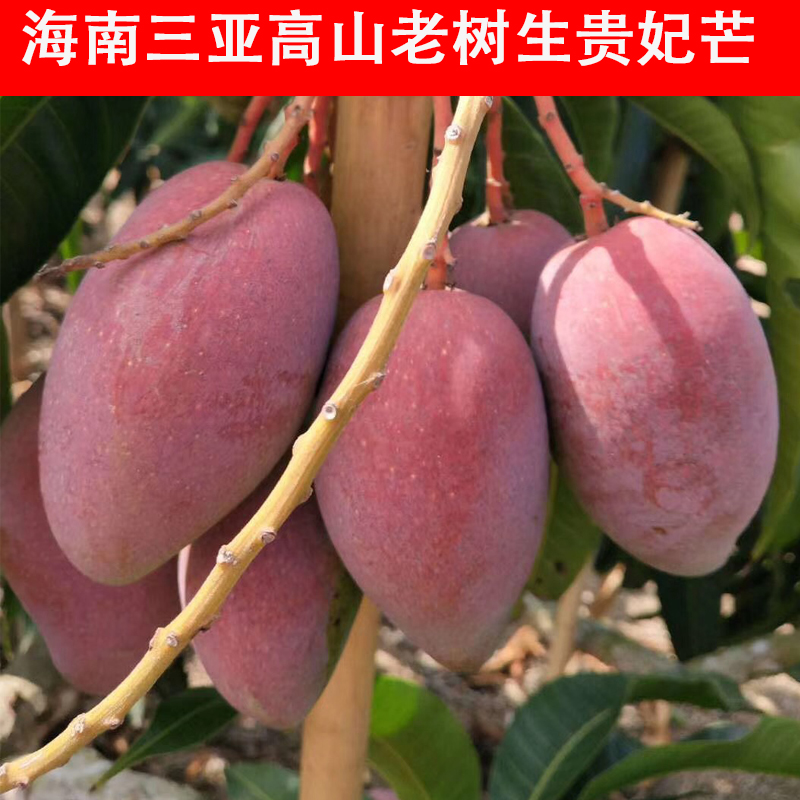 Hainan Sanya Trees Alpine Royal Mango Now pick now issued 5 pounds Hair extract 8 Mature Mangoin the Aquatic meat/Fresh fruits and vegetables/Cooked , Fresh fruit , Mango category - from Buy2taobao.com to provide professional Taobao agent buy service