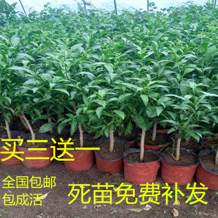 夜来香花苗 驱蚊香草 驱蚊草 盆栽花苗 夜来香树苗 当年开花在类目 鲜花速递/花卉仿真/绿植园艺, 花卉/绿植盆栽(新), 绿植中 - 来自Buy2taobao.com提供专业的淘宝代购服务