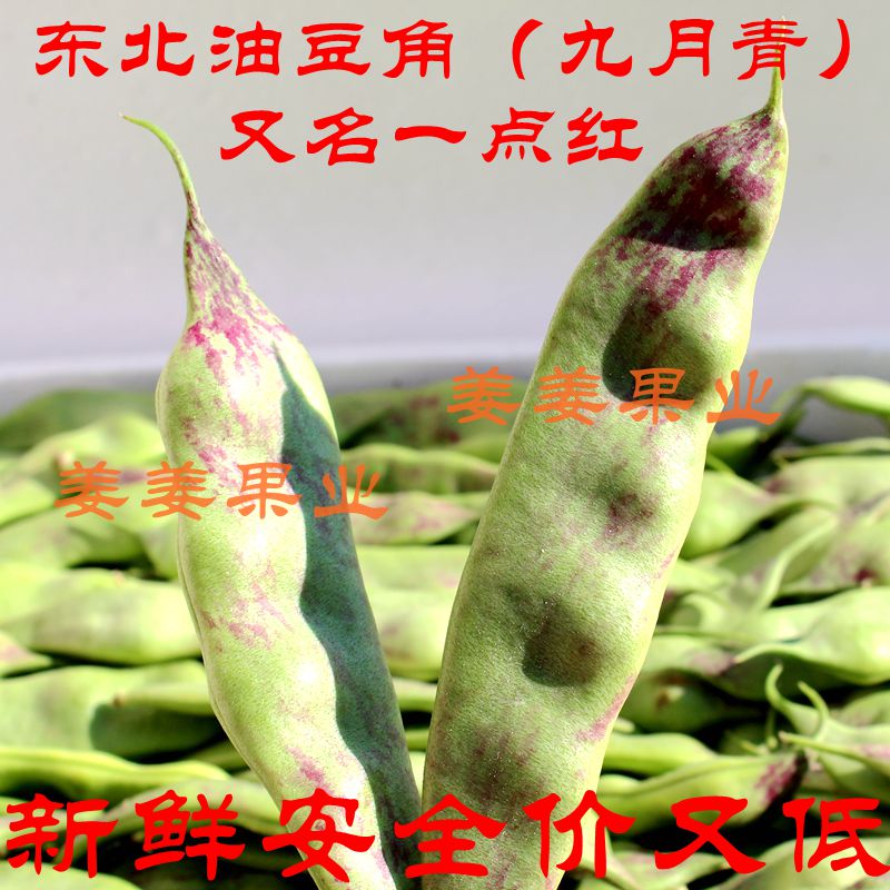 油豆角 东北特产新鲜 当天摘取5斤包邮地区损坏包赔特嫩|ruв категории водной мясо/свежие фрукты и овощи/еда, свежие овощи/овощной продукции, свежие овощи, другие - от Buy2taobao.com для оказания профессиональной услуги покупки агента Taobao