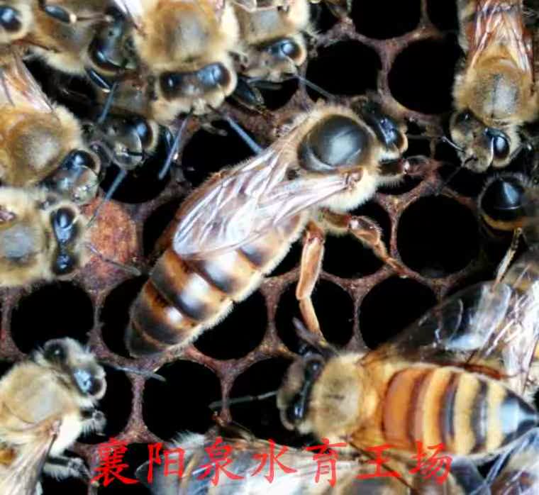 蜂王 意蜂蜂王 蜜王 新王生产 处王 蜂王蜂蜜高产王生产王产卵在类目 宠物/宠物食品及用品, 其它宠物, 其它宠物中 - 来自Buy2taobao.com提供专业的淘宝代购服务
