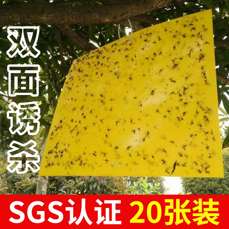 瓜果实蝇粘胶板苍蝇针锋蜂粘虫板桔小实蝇柑橘果食苍蝇贴诱粘神捕|ruв категории доставка цветов/цветок моделирования/растения садоводства, садовых принадлежностей, других садовых принадлежностей - от Buy2taobao.com для оказания профессиональной услуги покупки агента Taobao