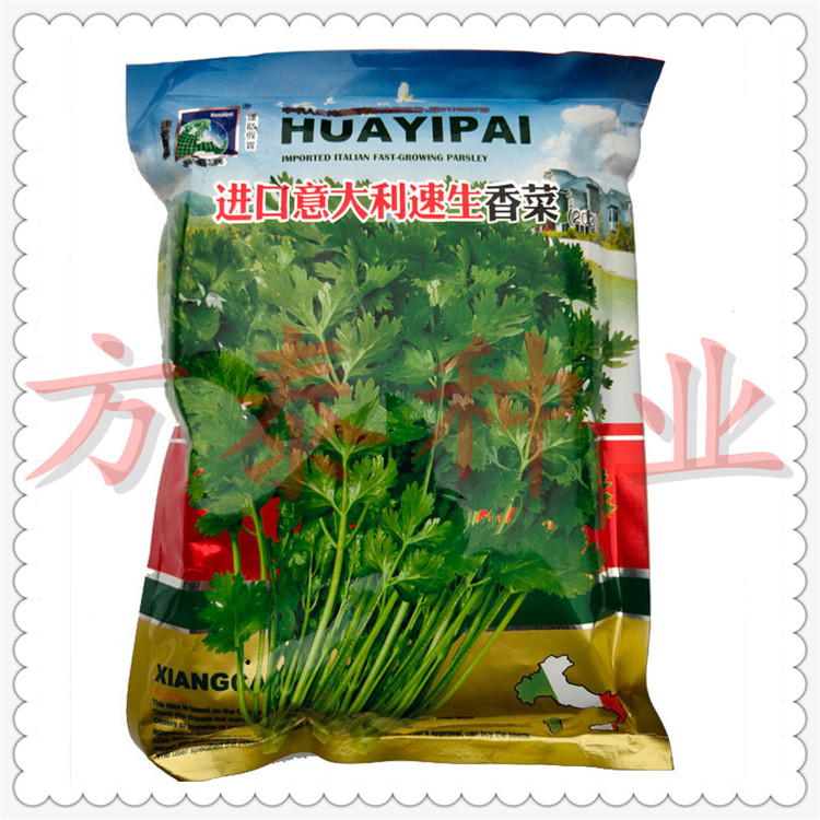 大叶香菜种子菜种子芫荽种子三天出田园阳台庭陆军易种植蔬菜种子在类目 农用物资, 种子/种苗, 蔬菜种子中 - 来自Buy2taobao.com提供专业的淘宝代购服务