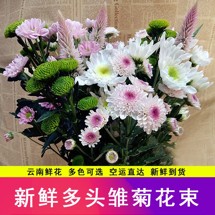 云南直发小雏菊迷你多头小菊花多色混搭基地速递家庭插花空运在类目 鲜花速递/花卉仿真/绿植园艺, 鲜花速递(同城)中 - 来自Buy2taobao.com提供专业的淘宝代购服务