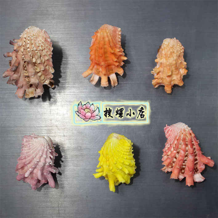 2.8-4 centimeter colour Abacusin the Home accessories , Creative Jewelry , Conch/Shell/Coral category - from Buy2taobao.com to provide professional Taobao agent buy service