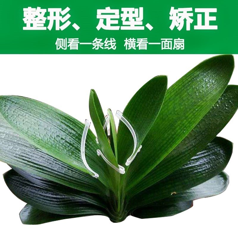 Clivia Correct Stereotype Blade plastic Righting correct Fixing clip Correction Amorphous Shape Modification currencyin the Flower delivery/Flowers simulation/Plants gardening , Gardening supplies , Other Garden Supplies category - from Buy2taobao.com to provide professional Taobao agent buy service