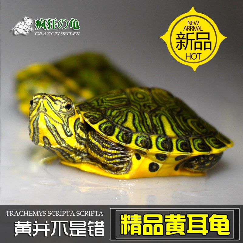 疯狂的龟 黄耳巴西龟甜甜圈黄金火焰龟小乌龟活体情侣龟观赏宠物在类目 宠物/宠物食品及用品, 水族世界, 龟/鳖中 - 来自Buy2taobao.com提供专业的淘宝代购服务