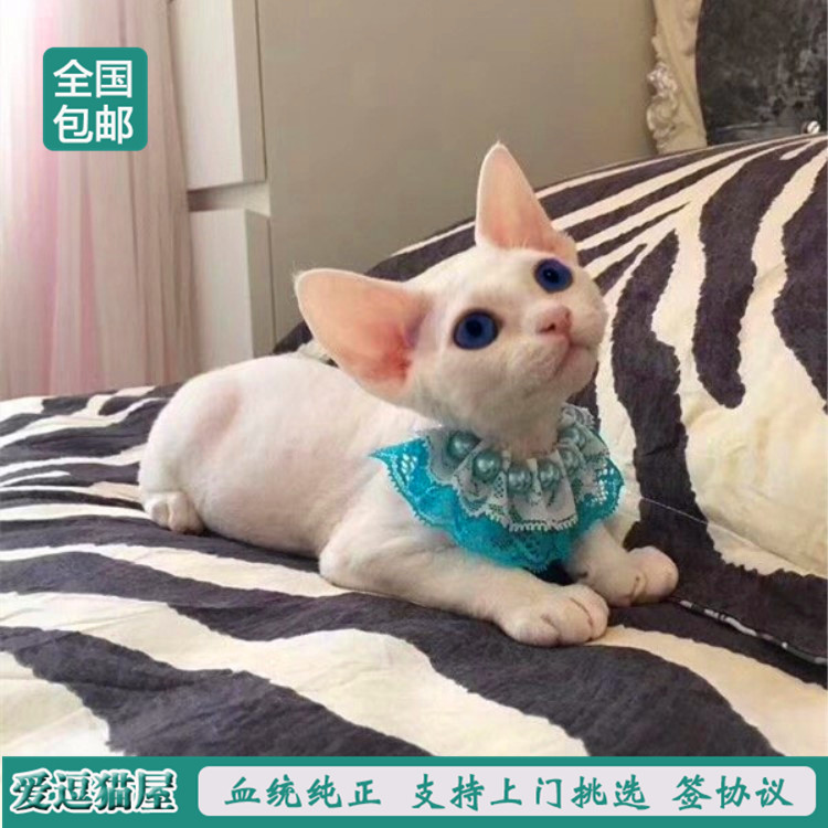 純種德文貓活體幼貓純白藍眼柯尼斯德文貓卷毛貓阿比西尼亞貓深圳在類目 寵物/寵物食品及用品, 貓咪中 - 來自Buy2taobao.com提供專業的淘寶代購服務