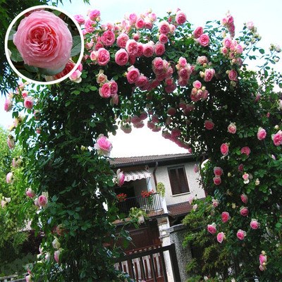 爬藤薔薇種子多花薔薇四季播種不斷開花綠植盆栽花卉賽月季種子在類目 鮮花速遞/花卉仿真/綠植園藝, 花卉/蔬果/草坪種子(新), 家庭園藝種子中 - 來自Buy2taobao.com提供專業的淘寶代購服務
