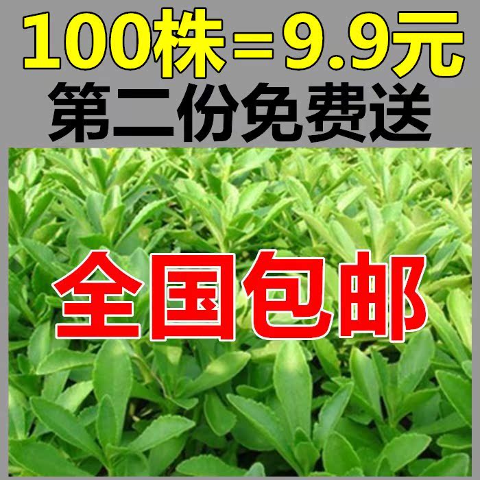 【春苗上市包郵】養心菜救心菜救心草高鈣菜景天三七費菜種苗種子在類目 鮮花速遞/花卉仿真/綠植園藝, 花卉/蔬果/草坪種子(新), 家庭園藝種子中 - 來自Buy2taobao.com提供專業的淘寶代購服務