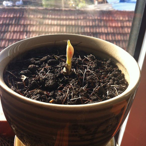 彼岸花种球盆栽三颗大小球曼陀罗花庭院石蒜球根花卉种子四季种植|ruв категории доставка цветов/цветок моделирования/растения садоводства, цветок/овощи и фрукты/газон семян (новая), мяч - от Buy2taobao.com для оказания профессиональной услуги покупки агента Taobao