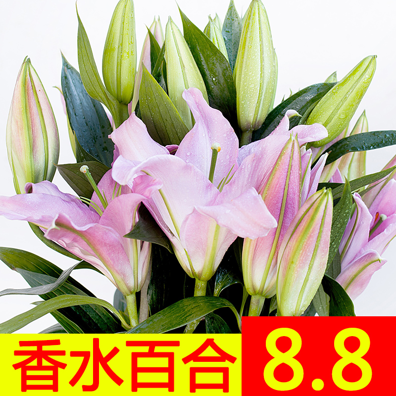 Fresh Lily 20 Yunnan Kunming Base Straight hair flower Water to keep Bouquet of flowers flower arrangement express Same cityin the Flower delivery/Flowers simulation/Plants gardening , Flower delivery(City) category - from Buy2taobao.com to provide professional Taobao agent buy service