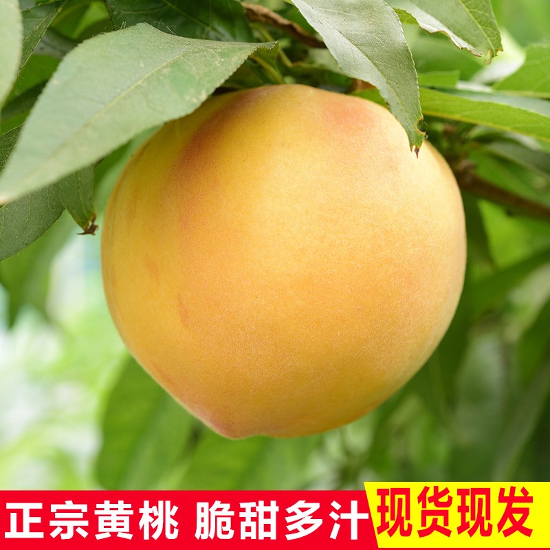 现货现发黄桃新鲜水果5斤包邮水蜜桃锦绣金应季时令孕妇带箱毛桃3在类目 办公设备/耗材/相关服务, 包装设备/标牌及耗材, 包裹袋/编织袋中 - 来自Buy2taobao.com提供专业的淘宝代购服务