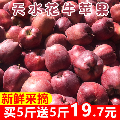 甘肃天水花牛苹果精选大果苹果新鲜水果红蛇果粉面苹果平果10斤装