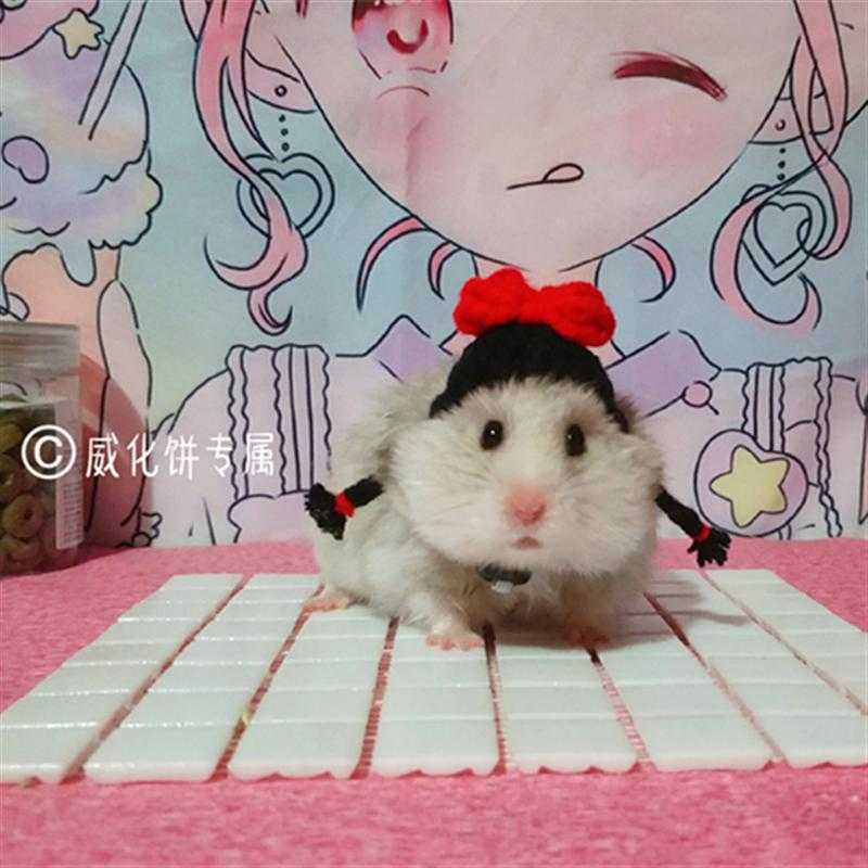 personality originality waffle Same item Hat Hamster Hat Handmade pet cap Braided hat Pet photosin the Pet/Pet food and supplies , Pet apparel and accessories , Hat category - from Buy2taobao.com to provide professional Taobao agent buy service
