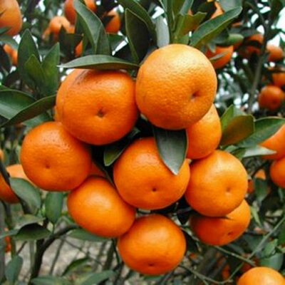 临海涌泉蜜桔早熟应季水果桔子新鲜10斤浙江黄岩蜜橘子无核柑橘 5