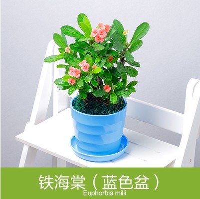 Iron Begonia Miniature plants flowers and plants Green plant Potted plant Beautify Bedroom atmosphere purify Shipping with flowersin the Flower delivery/Flowers simulation/Plants gardening , Flowers/Potted plants (New) , Plants category - from Buy2taobao.com to provide professional Taobao agent buy service