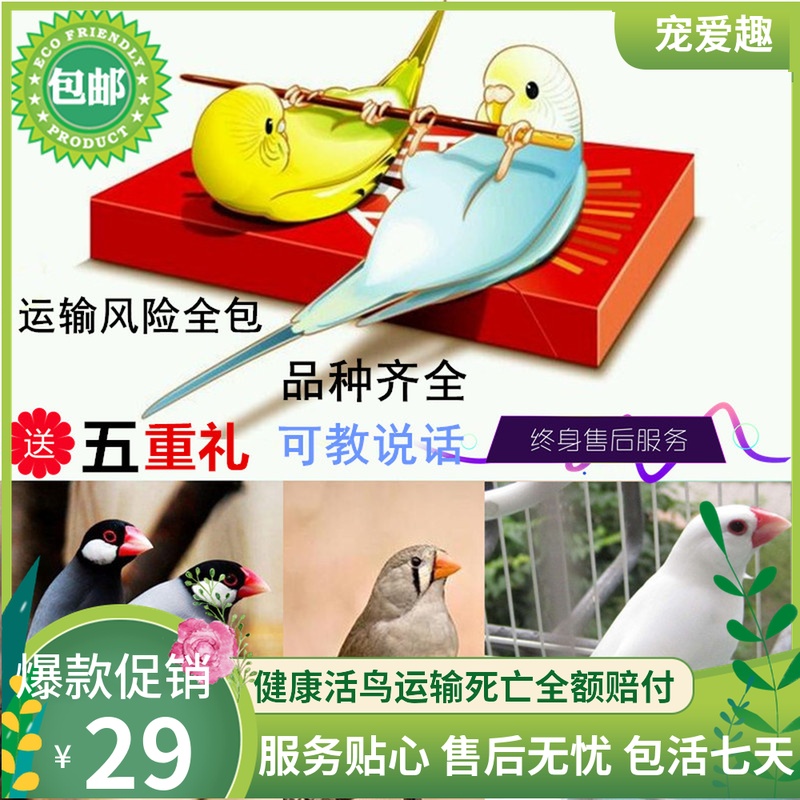 鸟活体鹦鹉活宠物鸟体虎皮黄化情侣鹦鹉棕头云斑鹦鹉鸟粮玄凤活体在类目 宠物/宠物食品及用品, 鸟类及用品, 鸟中 - 来自Buy2taobao.com提供专业的淘宝代购服务