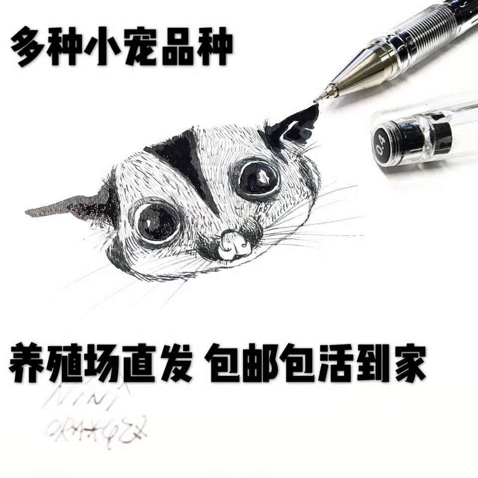 小飞鼠幼崽 活体宠物鼠 宠物蜜袋鼯鼠 小宠活体在类目 宠物/宠物食品及用品, 仓鼠类及其它小宠, 飞鼠中 - 来自Buy2taobao.com提供专业的淘宝代购服务
