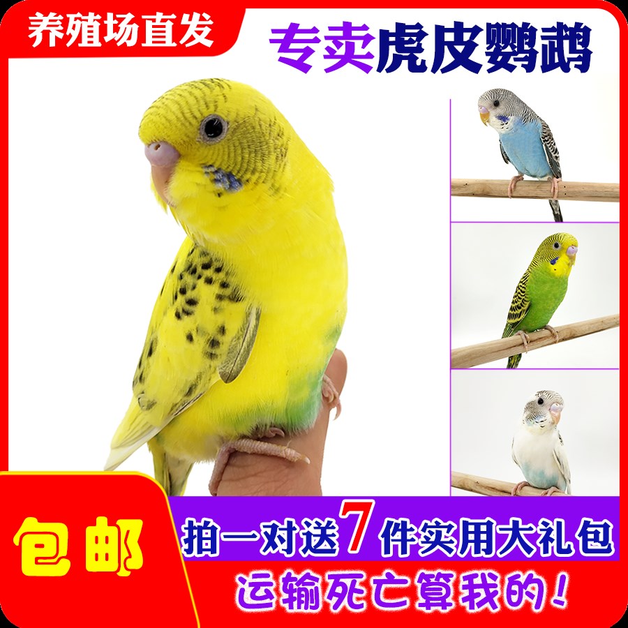 虎皮鹦鹉活鸟手养说话鸟手玩观赏宠物鸟幼鸟雏鸟可下蛋繁殖娇凤在类目 宠物/宠物食品及用品, 鸟类及用品, 鸟中 - 来自Buy2taobao.com提供专业的淘宝代购服务