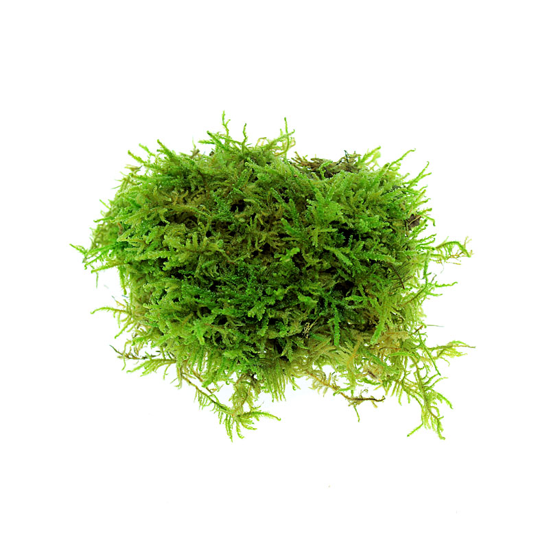 天然干苔藓 独角仙 甲虫 爬虫保湿垫材 乌龟 角蛙过冬 无染色苔藓在类目 宠物/宠物食品及用品, 爬虫/鸣虫及其用品, 爬虫/鸣虫用具中 - 来自Buy2taobao.com提供专业的淘宝代购服务