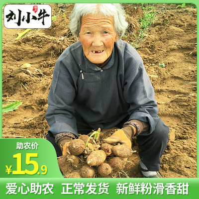 新鲜小香芋净重5斤农家粉芋子鲜芋仙芋头10芋头仔毛芋毛芋头芋艿