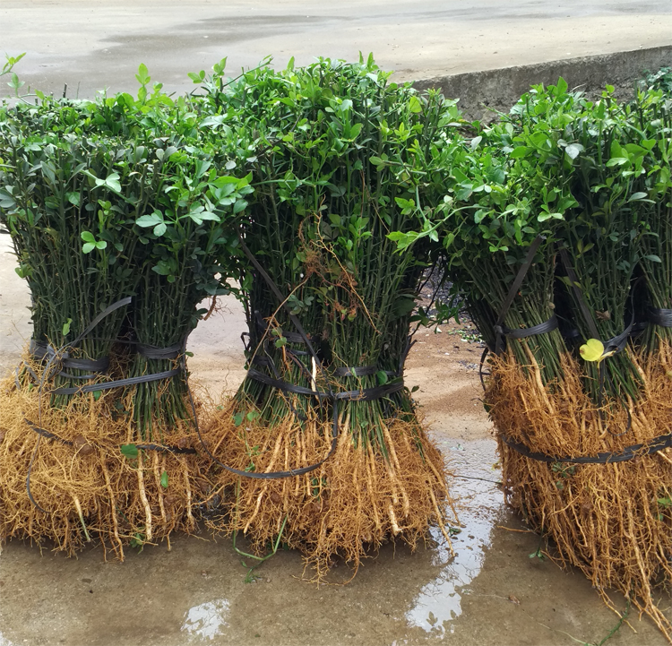 护院植物枳壳苗橘子桔子嫁接砧木枸橘苗铁篱笆苗绿篱带刺枳壳种子在类目 鲜花速递/花卉仿真/绿植园艺, 花园植物/行道树/果树, 果树中 - 来自Buy2taobao.com提供专业的淘宝代购服务