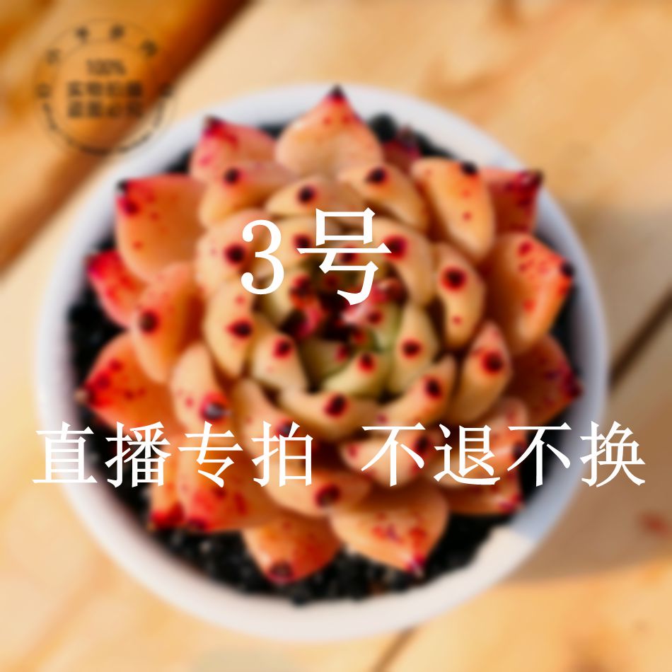 3号直播链接 一物一拍 不退不换 小予多肉|msdalam kategori penghantaran bunga/bunga simulasi/tumbuhan berkebun, bunga/Tumbuh-tumbuhan tumbuh-tumbuhan pasu (baru), succulents - dari Buy2taobao.com untuk memberikan perkhidmatan ejen Taobao profesional membeli