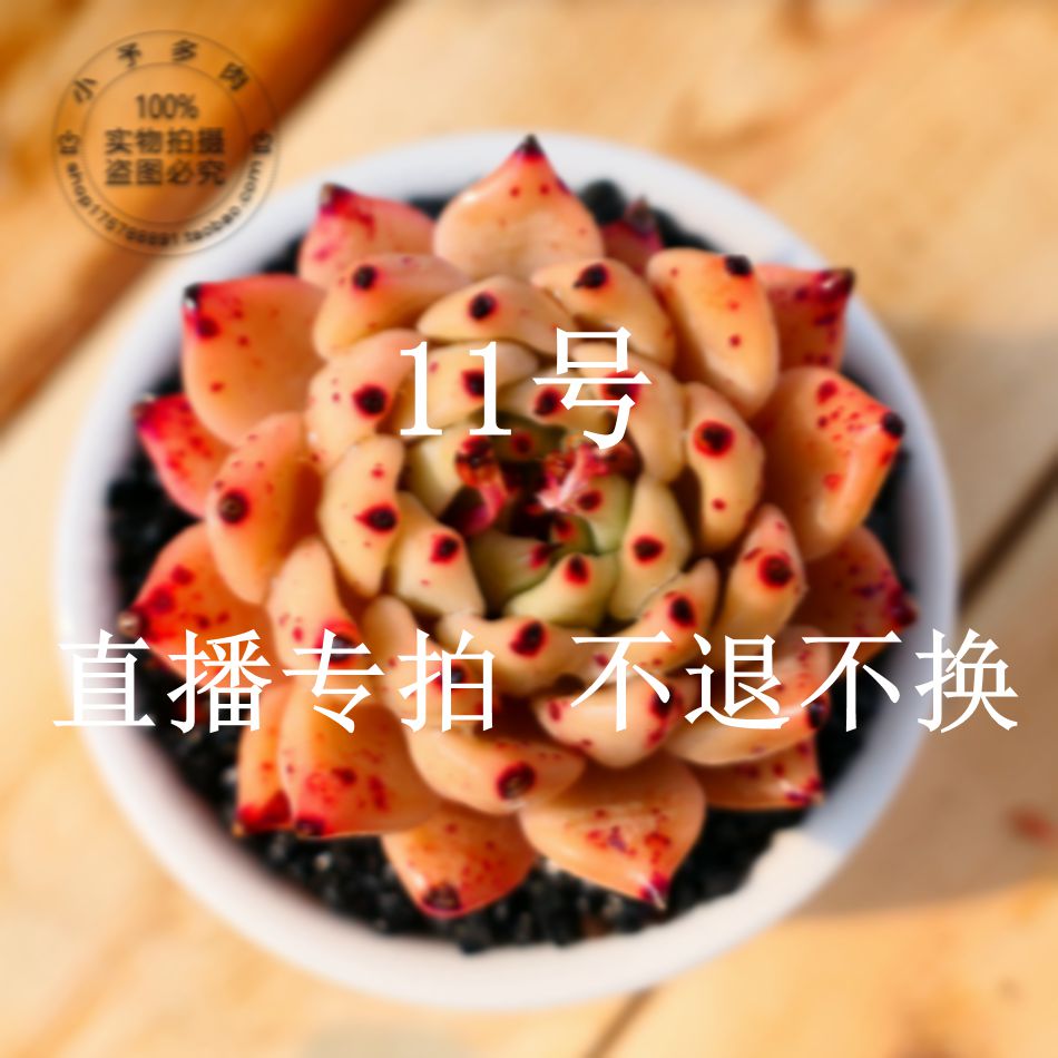 11号直播链接 一物一拍 不退不换 小予多肉在类目 鲜花速递/花卉仿真/绿植园艺, 花卉/绿植盆栽(新), 多肉植物中 - 来自Buy2taobao.com提供专业的淘宝代购服务