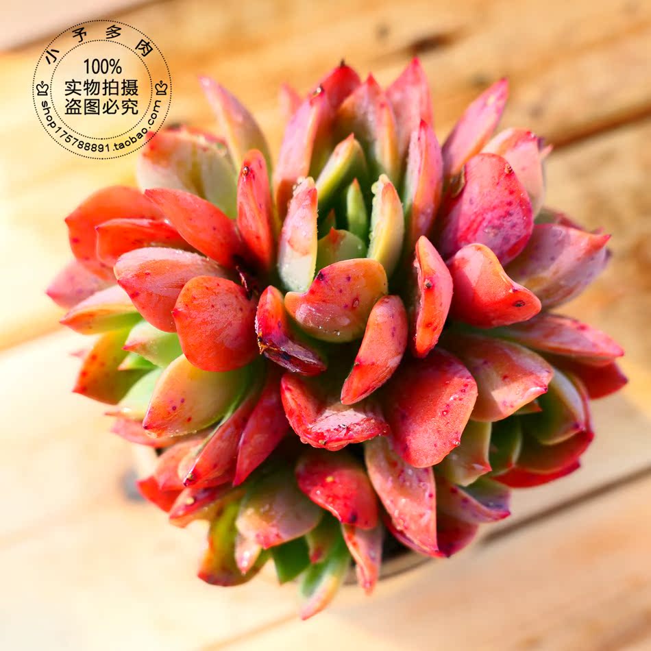 小老桩蓝王子 韩货 群生 全状态 多肉植物 小予多肉 满额包邮|msdalam kategori penghantaran bunga/bunga simulasi/tumbuhan berkebun, bunga/Tumbuh-tumbuhan tumbuh-tumbuhan pasu (baru), succulents - dari Buy2taobao.com untuk memberikan perkhidmatan ejen Taobao profesional membeli