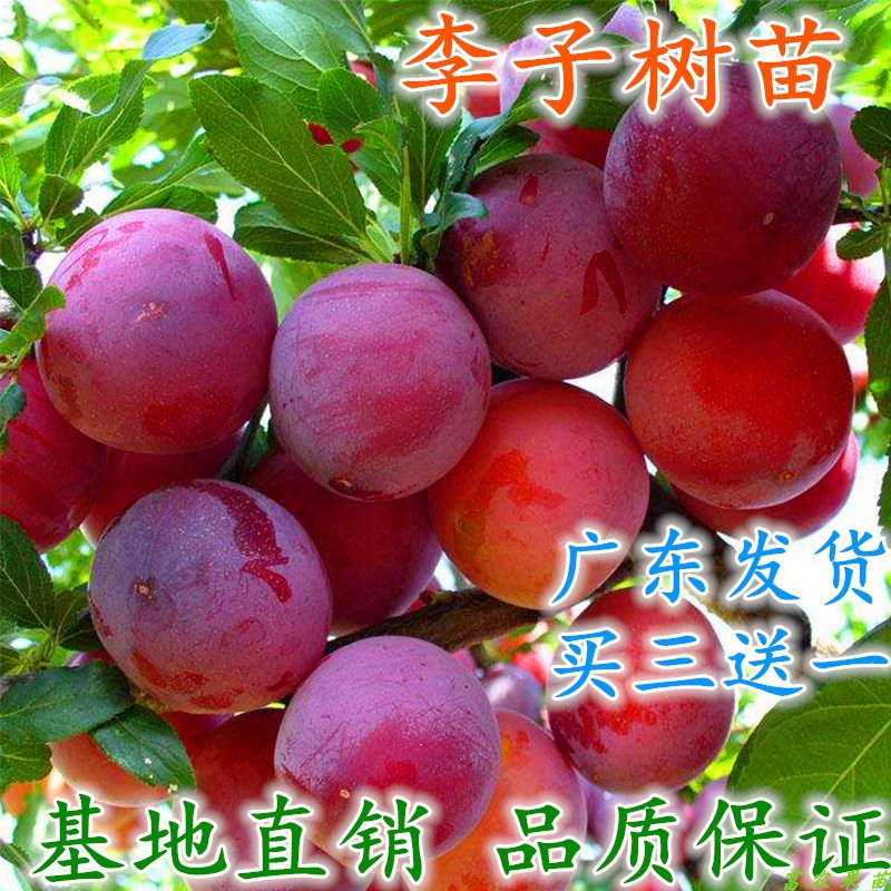 果苗李子树苗 嫁接美国蛇李三华李子苗庭院盆栽李子树苗当年结果在类目 鲜花速递/花卉仿真/绿植园艺, 花园植物/行道树/果树, 果树中 - 来自Buy2taobao.com提供专业的淘宝代购服务