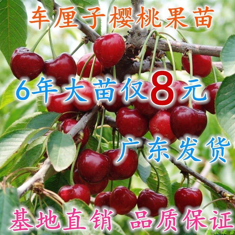 U.S.A Cherry Cherry Sapling grafting Cherry seedlings Potted plant indoor North and South plant Fruit tree Then Resultin the Flower delivery/Flowers simulation/Plants gardening , Garden Plants/Trees/Fruit tree, Fruit tree category - from Buy2taobao.com to provide professional Taobao agent buy service