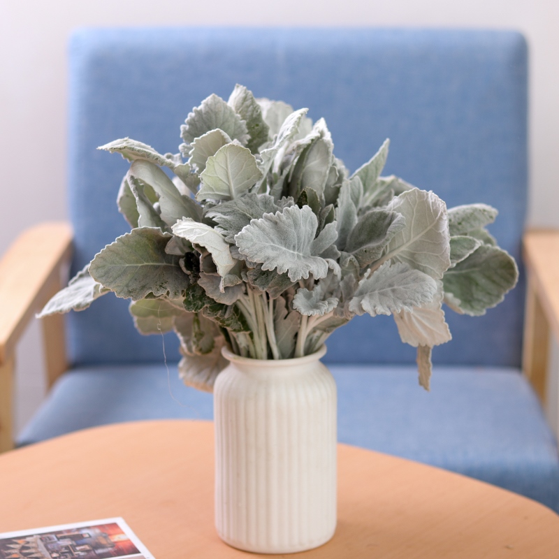 Eucalyptus Cineraria A branch Yunnan flower Same city express whole country subscribe Monthly Bouquet of flowersin the Flower delivery/Flowers simulation/Plants gardening , Flower delivery(City) category - from Buy2taobao.com to provide professional Taobao agent buy service