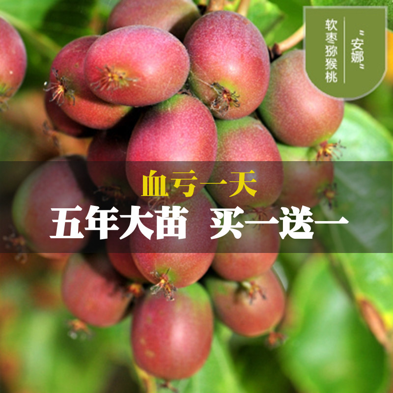 野生软枣猕猴桃果树苗盆栽阳台软枣苗圆枣狗枣子枸枣子南北方苗在类目 鲜花速递/花卉仿真/绿植园艺, 创意迷你植物中 - 来自Buy2taobao.com提供专业的淘宝代购服务