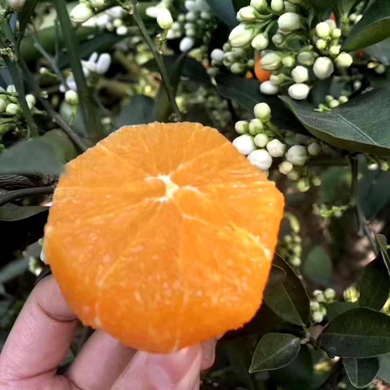 Hubei Zigui Navel 10 Season fresh fruit Hand stripping Orange Large fruitin the Aquatic meat/Fresh fruits and vegetables/Cooked , Fresh fruit , Orange category - from Buy2taobao.com to provide professional Taobao agent buy service