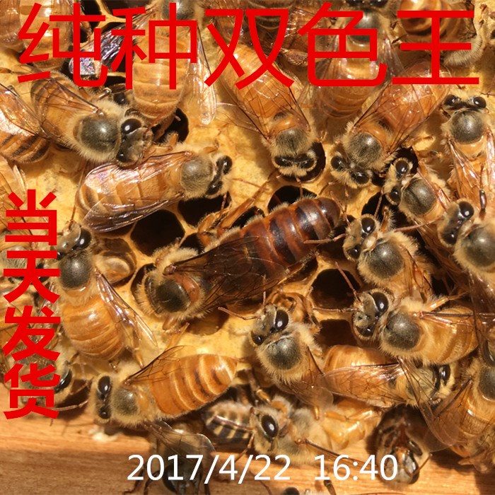 中蜂蜂王种王优质种良种高产蜜蜂蜂王活体产卵王双色杂交处女王|msdalam kategori haiwan peliharaan/makanan haiwan dan bekalan, haiwan kesayangan yang lain, haiwan kesayangan yang lain - dari Buy2taobao.com untuk memberikan perkhidmatan ejen Taobao profesional membeli
