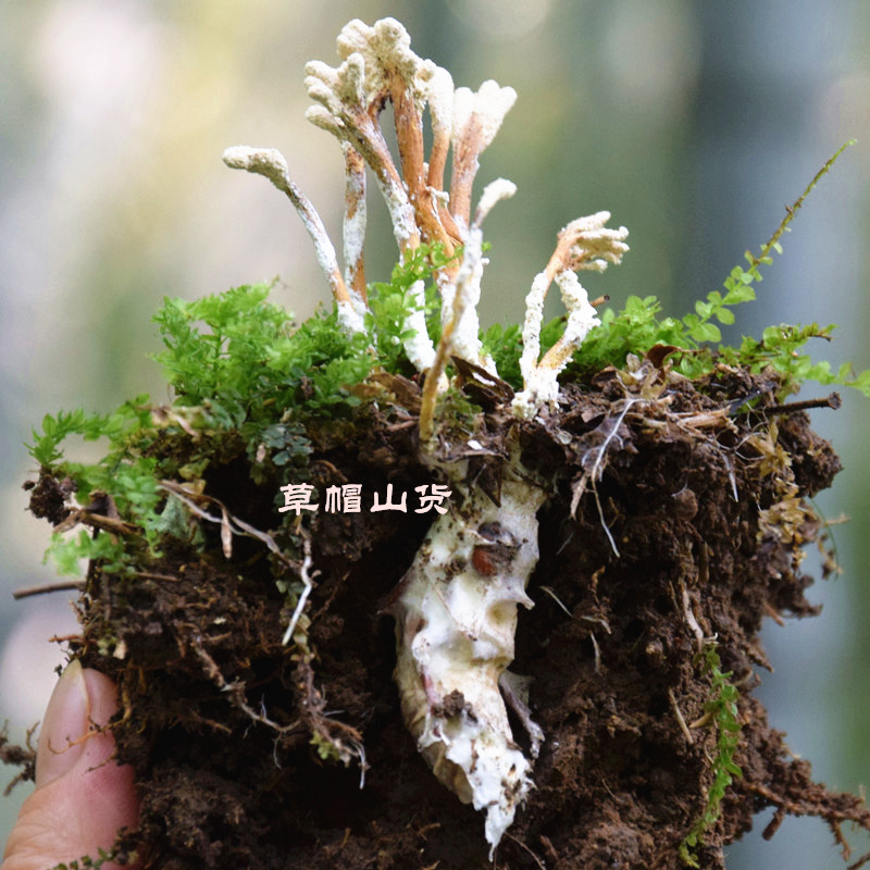 金蟬花新貨大別山野生金蟬花竹林蟲草花正品知了花大蟲草2018現挖在類目 傳統滋補營養品, 其他傳統滋補品, 金蟬花中 - 來自Buy2taobao.com提供專業的淘寶代購服務