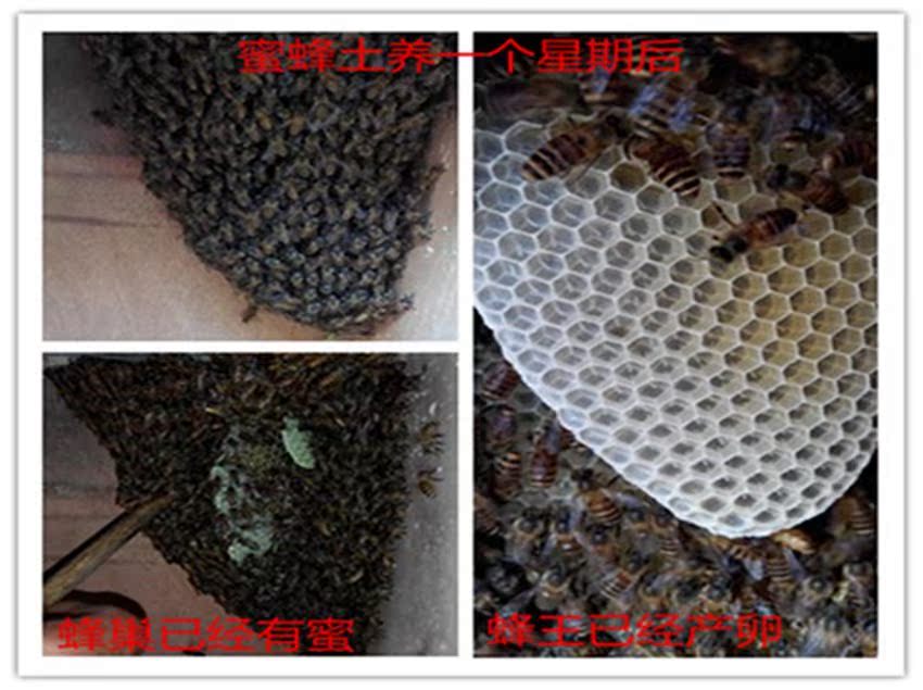 中蜂蜂王种王高产蜜蜂蜂王活体产卵王双色杂交处女王|ruв категории животное/Животное питание и принадлежностей, других домашних животных, других домашних животных - от Buy2taobao.com для оказания профессиональной услуги покупки агента Taobao